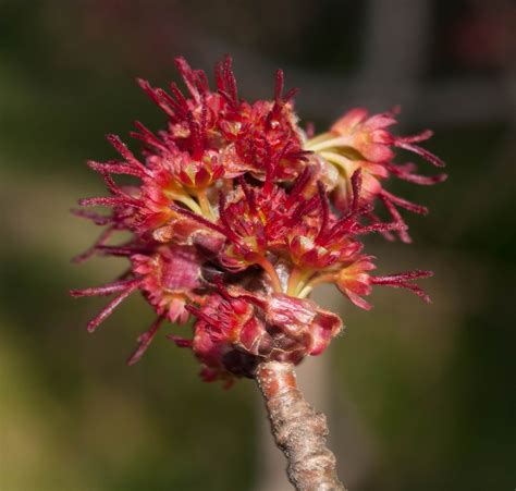 Acer saccharinum. Female flowers | Acer, Plants, Flowers