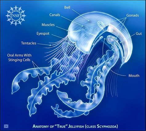 Similarities and Differences between Soft Corals and Jellyfish - HubPages