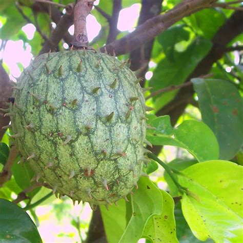 Polynesian Produce Stand : ~COROSSOL ZOMBIE~ Annona montana MOUNTAIN SOURSOP RARE FRUIT Tree lg ...