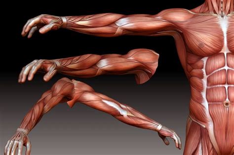 male t pose anatomy - Google Search | Anatomy for artists, Anatomy sculpture, Anatomy poses