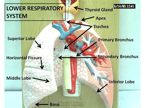 Respiratory System Labeled Diagram