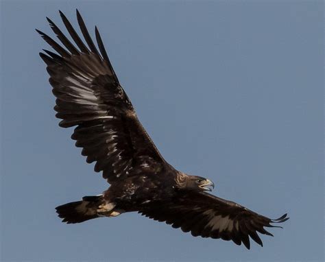 Falcon Images: Golden Eagle Flying Images