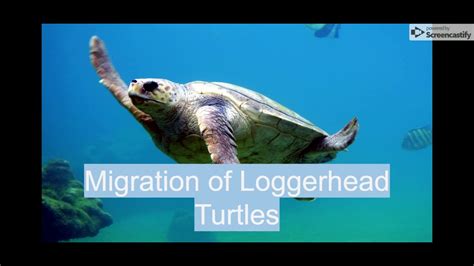 Week 7 (9/23): Migration of Loggerhead Turtles - YouTube