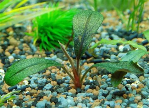 Top 5 Plants for Your Shrimp Tank - Shrimp and Snail Breeder