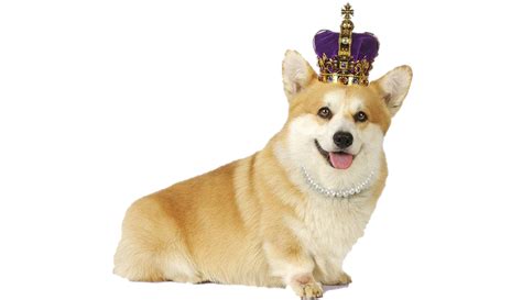 Corgi PNG Transparent | PNG Mart