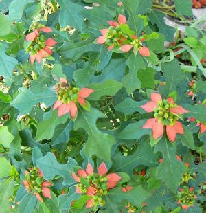 Texas Poinsettia | HortUpdate - November/December 2011 | Aggie Horticulture