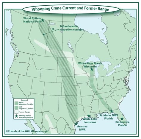 Whooping Crane Migration and Conservation Needs - Friends of the Wild ...