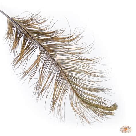 Ostrich Spey Feathers | Skeena River Fly Supply