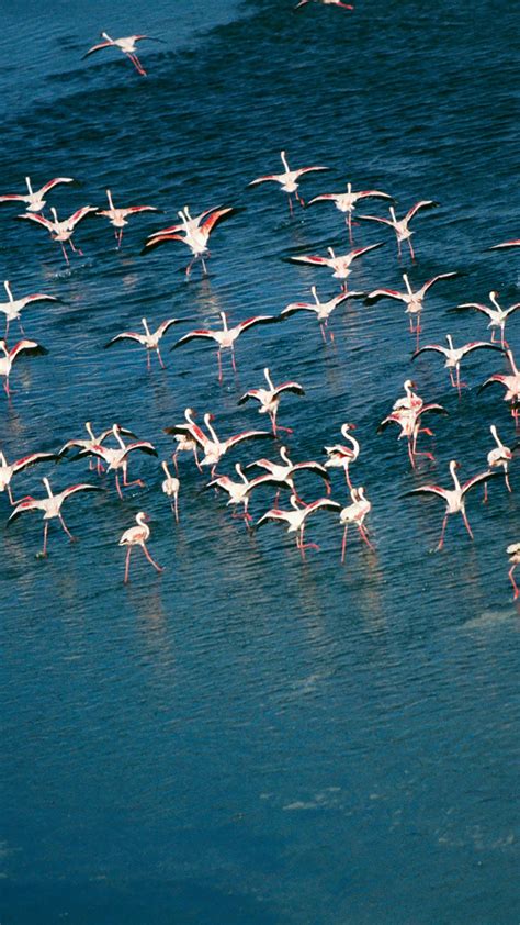 Flamingos flocking over water, lake Magadi, Kenya | Windows Spotlight ...