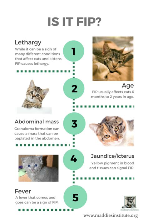 How to recognize the signs of FIP in shelter cats | Chew On This