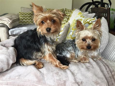 Miniature Yorkshire Terrier puppies | in Derriford, Devon | Gumtree