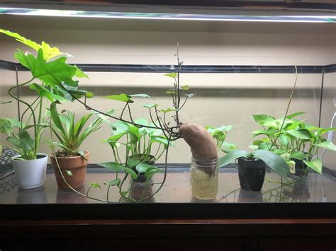 I converted this lizard habitat into an indoor garden. : r/gardening