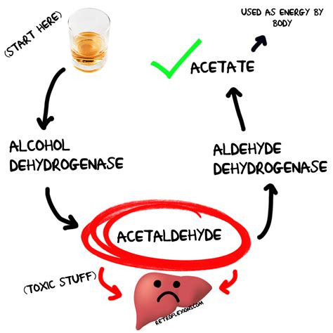 Retroflexions.com » How exactly does alcohol cause liver problems?