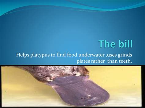 PPT - Platypus PowerPoint Presentation, free download - ID:2224811