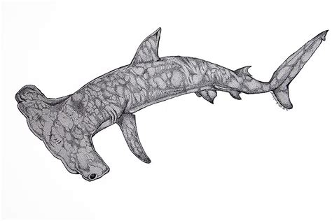 Hammer Head Shark Drawing by Nick Gustafson - Pixels