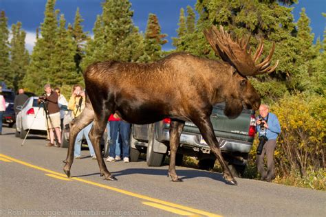 Moose Photos - Pictures | Photos by Ron Niebrugge