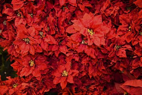 Poinsettias Free Stock Photo - Public Domain Pictures