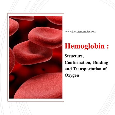 Hemoglobin: Structure, Confirmation, Binding and Transportation of ...