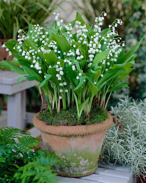 Growing Lily of the Valley: Tips and Tales - Longfield Gardens