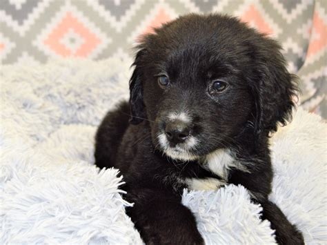 F1 Mini Goldendoodle-DOG-Male-Black and White-3144143-Petland Dunwoody