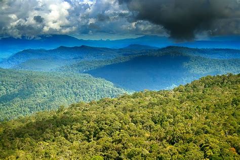 Borneo Forest by hilmanfajar on deviantART | Borneo, Forest, Bali travel