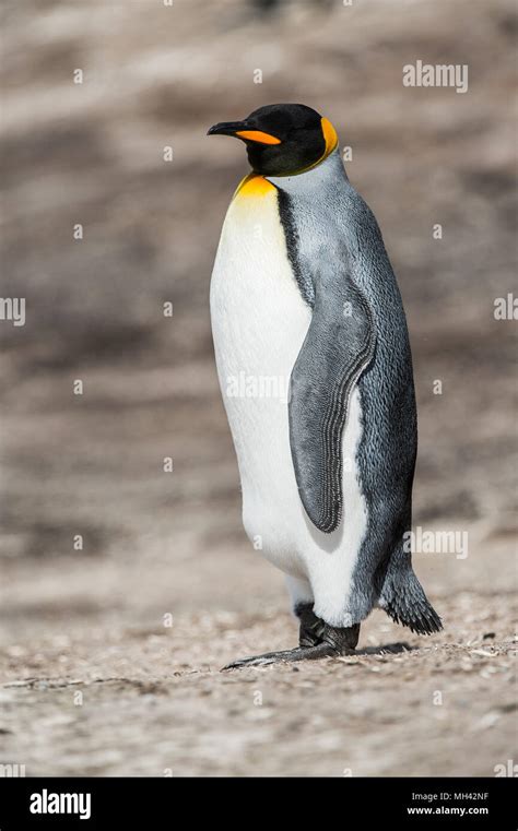 Portrait of a king penguin in Antarctica Stock Photo - Alamy