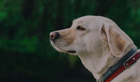 180+ Labrador Dog Names – Yellow, Chocolate & Black Lab Name Ideas!