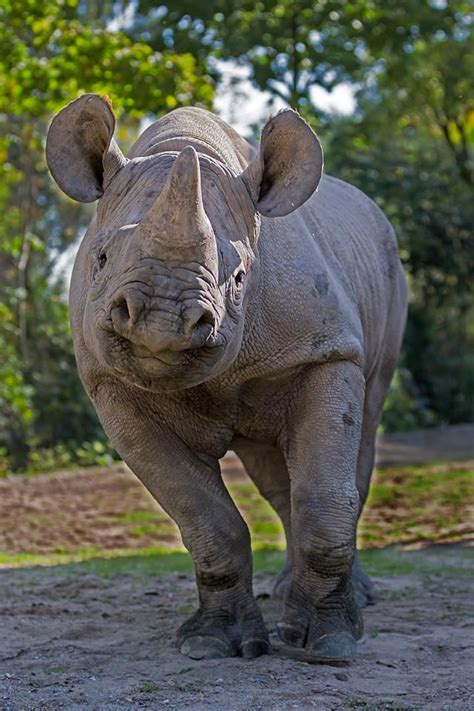 A rhino in his natural habitat | Animal antics, Endangered animals ...