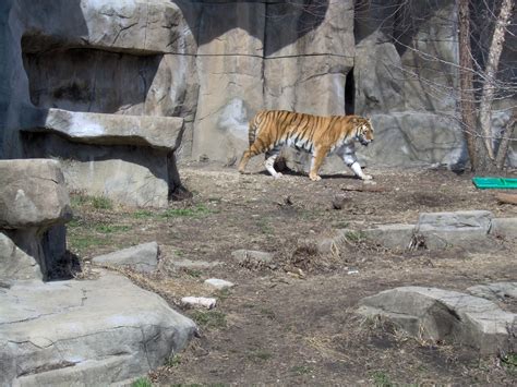 Brookfield zoo | Brookfield zoo, Animals beautiful, Big cats