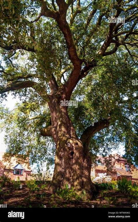 Le Chêne arbre, Nom scientifique Quercus ilex. Autres noms : Chêne-vert ...