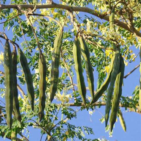 Moringa oleifera, Drumstick tree, Sahjan Tree- Plant – Wild Roots