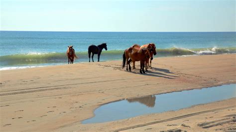 Outer Banks, Currituck, Caroline du Nord, vacances à la mer États-Unis