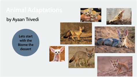 Fennec fox animal adaptations by Ayaan Trivedi on Prezi