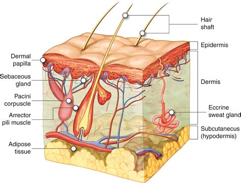 Hair and Nails | Anatomy and Physiology I | | Course Hero