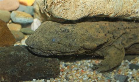 Hellbender facts, distribution & population | BioDB