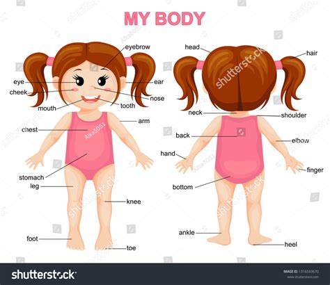 My Body Cute Cartoon Girl Body: เวกเตอร์สต็อก (ปลอดค่าลิขสิทธิ์) 1316593670 | Shutterstock