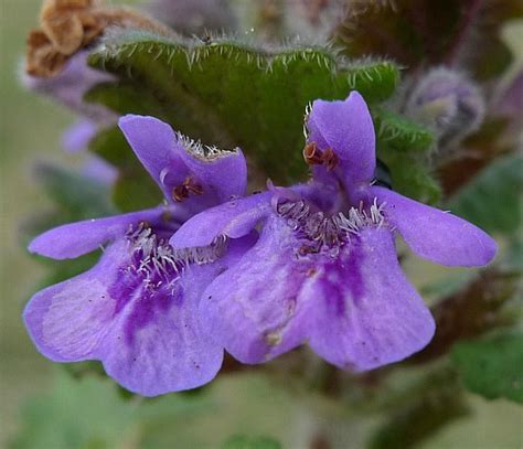 Ground-ivy / Ground Ivy - Wild Flower Finder