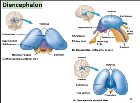 Diencephalon – Anatomy