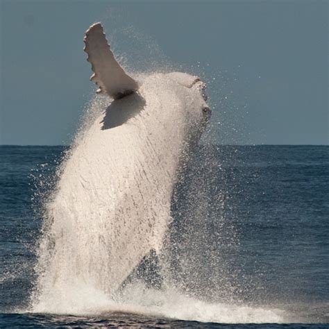 Rare Photos of Migaloo the Albino Humpback Whale