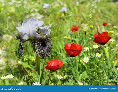 Forest Glade with Blooming Flowers Stock Photo - Image of flowers, growth: 111960828