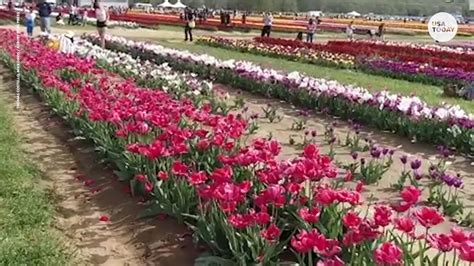 Hundreds of tulip varieties are in bloom at Holland Ridge Farms in New Jersey | Plant & flower ...