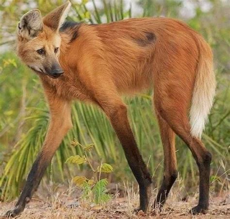 The Crin Wolf (Chrysocyon brachyurus) is the largest canid in South America. His marks look like ...