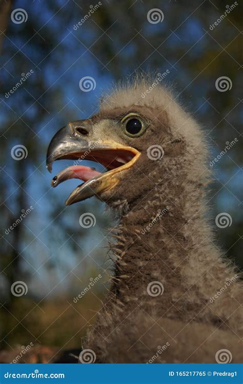 Portrait of a Young White-tailed Eagle in the Nest Stock Image - Image ...