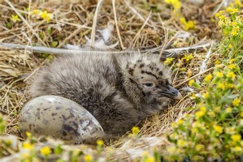 Te Papa's Blog | 8000 images on New Zealand Birds Online