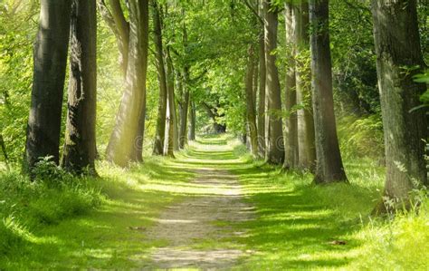 Beautiful Green Forest Trees with Morning Sunlight, Path in Spring Forest Stock Image - Image of ...