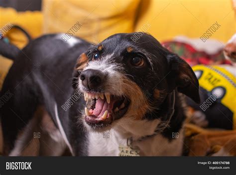 Beautiful Dog Angry Image & Photo (Free Trial) | Bigstock