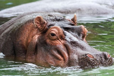 Hippo waste and fish