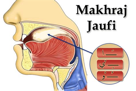 5 Bahagian MAKHRAJ HURUF Yang Wajib Anda Tahu! di 2020 | Huruf, Qur'an, Fonik