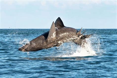 Peaceful basking sharks can leap just as powerfully as great whites | New Scientist