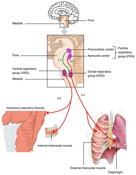 The Pons | Facts, Position In Brain, Summary & Function